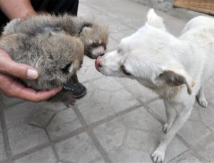 Собака усыновила детенышей панды Собака усыновила детенышей панды