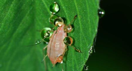 О насекомых, которые размножаются неполовым путем в плесени