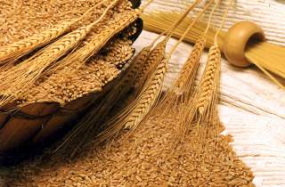 Пшеница на чердаке и хасидизм