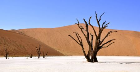 Why was the Torah given in the Desert?