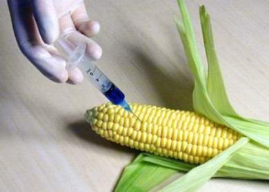 Является ли кошерными генетически модифицированные продукты питания? Является ли кошерными генетически модифицированные продукты питания?